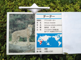 image-20130818065035.png