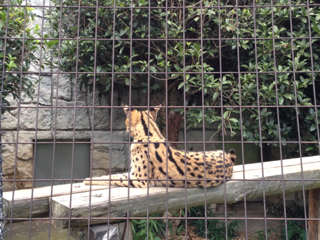 image-20130818065149.png